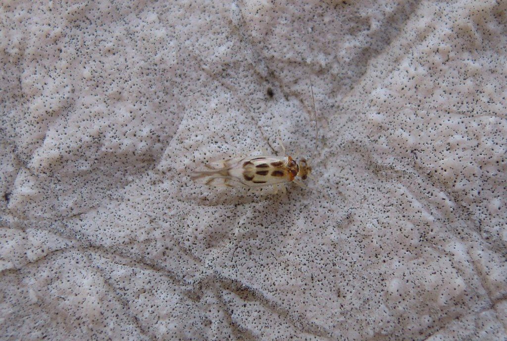 Di cosa si tratta? Stenopsocidae: Graphopsocus cruciatus (cfr.)